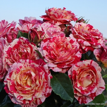 Preview: Beetrose Abracadabra ® Koramsaro ® Kordes 2014 - Co. 5 L