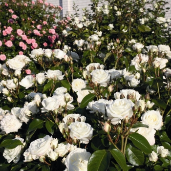 Preview: Beetrose Alabaster ® Tan02226 ® Tantau, 2007, Co. 5 L