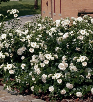 Preview: Beetrose  Aspirin ®  Rose, Tanirispa ® , Tantau , 1997  - Co. 5 L