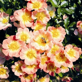 Kleinstrauchrose / Zwergrose Bienenweide ® Apricot,  Tantau, 2013 - Co. 5 L