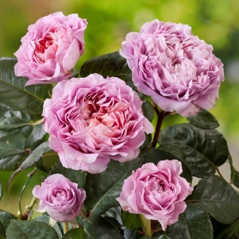 Nostalgie-Edelrose  Eisvogel ®  von Tantau, 2016 - Co. 5 L