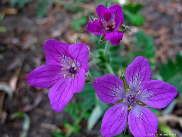 Reiherschnabel, duftende Blüten, Bienenweide - Tb 11
