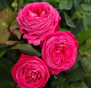 Preview: Beetrose Freifrau Caroline ® , Kordes, 2017, Parfuma® Duftrose, ADR-Rose - Wurzelware