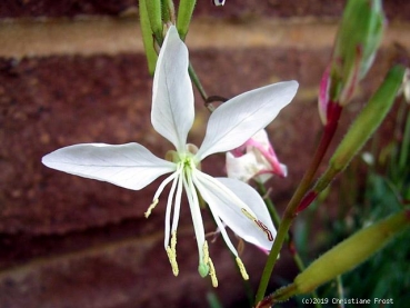 Prachtkerze Summer Breeze, Gaura , Dauerblüher , Co. 2 L