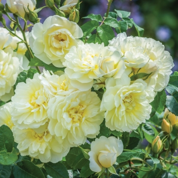 Englische Rose Imogen ® , Austritch ® David Austin , 2016 - Co. 7,5 L