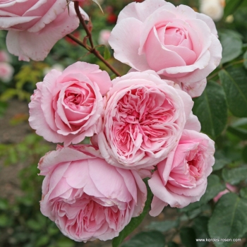 Preview: Kletterrose Kiss Me Kate ® , Kornagelio ®, Kordes, 2016 - Wurzelware