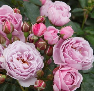 Preview: Beetrose Nautica  ® , Korcharblu ® Kordes, 2017 -  ADR-Rose - Wurzelware