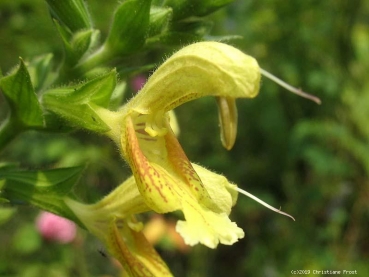 Klebriger Salbei, Salvia glutinosa, gelbe Blüten - Tb 9