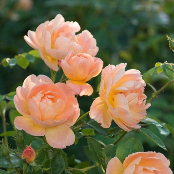 Englische Rose The Lark Ascending ® , Ausursula ® David Austin , 2012