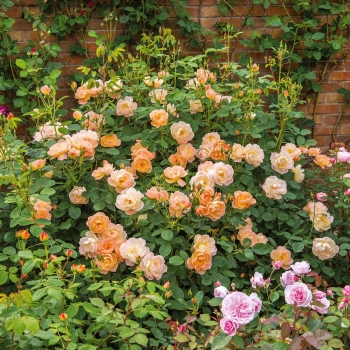 Englische Rose The Lark Ascending ® , Ausursula ® David Austin , 2012 , Co. 5 L