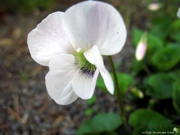 Weißes Pfingstveilchen - ein Frühlingsgruß - Co. 1,5 L