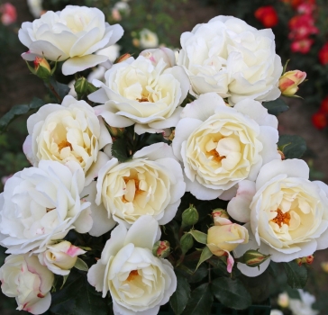 Preview: Strauchrose Weiße Wolke ® KO 03/1484-03 ® Kordes, 2018 - Wurzelware