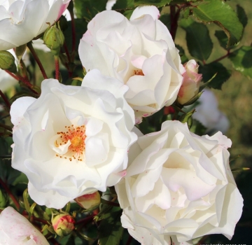 Strauchrose Weiße Wolke