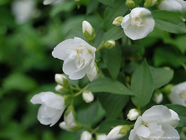 Zwerg-Bauernjasmin Manteau d'Hermine, 30 - 40 cm hoch, Co. 3 L