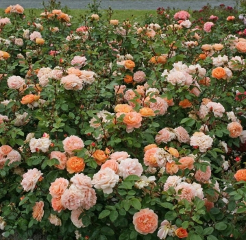 rosenbaumschule Das besondere Rosensortiment