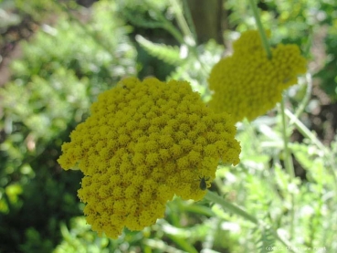 Schafgarbe Coronation Gold , goldgelb , Co. 2 L