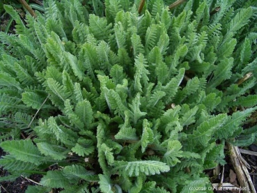 4 x Schafgarbe Coronation Gold , goldgelb , Bienenweide - Tb 9