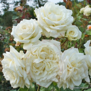 Kletterrose  Alaska ® / Future ®   Kordes 2014 - Co. 5 L