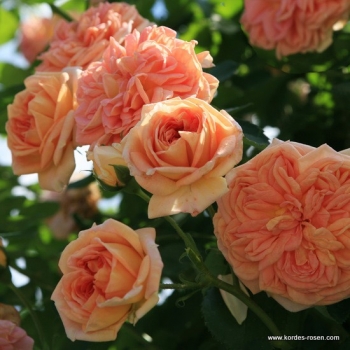 Kletterrose Alchymist ,  Kordes , 1956 - Co. 5 L