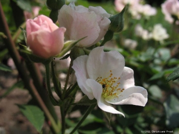 Moschata-Rose Alden Biesen ®  Lengrati ®  Lens 1996 - Co. 7,5 L