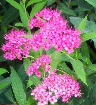 Rote Sommer-Spiere Anthony Waterer -  15-20 cm hoch - Co. 2 L