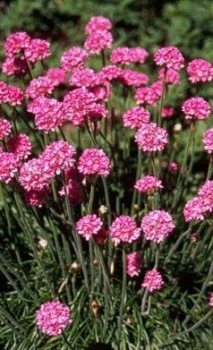 Preview: Garten-Grasnelke Splendens - für den Steingarten - Tb 9