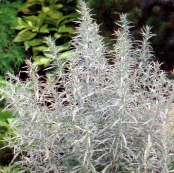 Silberraute Silver Queen, silbrige Blattschmuckstaude, Co. 2 L