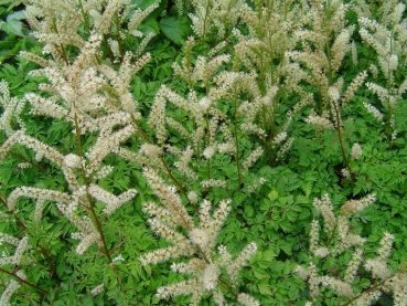 6 x Zwerg-Geißbart - weiße Blüte - Herbstfärbung - TB 9