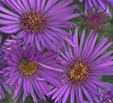 3 x Raublatt-Aster Purple Dome , purpur , Spätblüher ,  TB 11