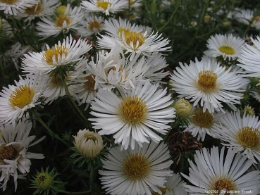 3 x Raublatt-Aster Herbstschnee , weißer Spätblüher , Tb 11