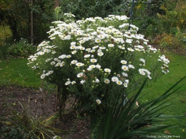 3 x Raublatt-Aster Herbstschnee , weißer Spätblüher , Tb 11