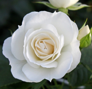 Preview: Beetrose Baby Schneewittchen ® ,  Kordes, 2020 - Co. 5 L