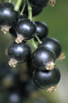 Schwarze Johannisbeere Ben Sarek - 40-60 cm hoch, Co. 3 Liter