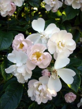 Ramblerrose  Brenda Colvin ,  1970 , Colvin, Co. 5 L