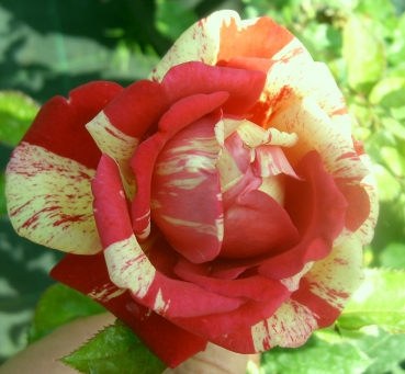 Edelrose  Broceliande ®  Adaterhuit ® Adam 2000 - Co. 5 L