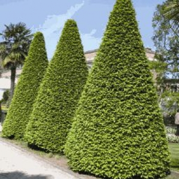 Preview: 10 Stück - Heckenpflanzen - Hainbuche - 60-80 cm hoch - Wurzelware