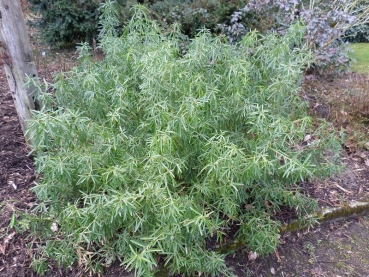 Preview: Orangenblume Aztec Pearl - immergrün - 30-40 cm hoch - Co. 5 L