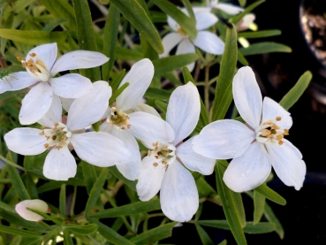 Orangenblume Aztec Pearl - immergrün - 30-40 cm hoch - Co. 5 L