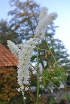 Oktober-Silberkerze White Pearls - aparter Herbstblüher - 2,5 l. Co.