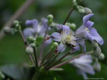 Clematis - Krautige Waldrebe Mrs. Robert Brydon - Tb 11
