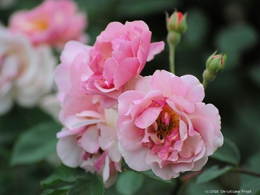 Preview: Historische Rose Cornelia ,  Pemberton , 1925, Co. 7,5 L