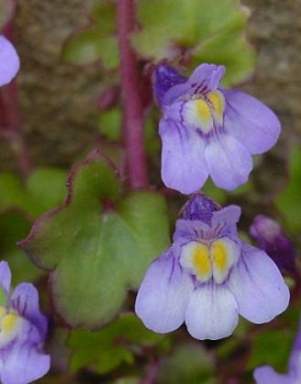4 x Zimbelkraut , für den schattigen Steingarten , TB 9