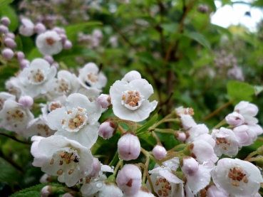 Kompakte Deutzie Lavender Time ® -  Co. 3,5 L