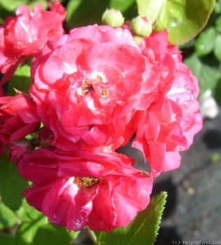 Moschata-Rose  Dinky ®  Velheav ® , Velle-Boudolf, 2002 - Co. 7,5 L