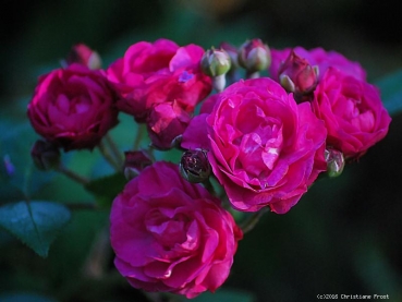 Preview: Moschata-Rose  Dinky ®  Velheav ® , Velle-Boudolf, 2002 - Co. 7,5 L