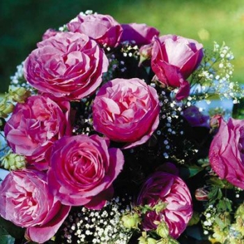 Edelrose  Elbflorenz ®  Meiclusif ® Meilland, 2006, ADR-Rose - Wurzelware