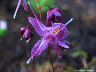 Elfenblume Lilafee - violett - langgespornt - Tb 9