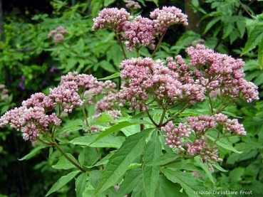 3 x Wasserdost Atropurpureum, Bienenweide, Spätblüher, Tb 11