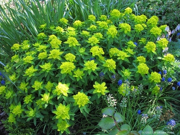 6 x Gold-Wolfsmilch / Euphorbia polychroma - Tb 9