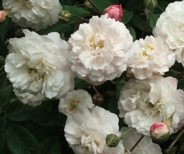 Historische Ramblerrose Felicite et Perpetue, Neuilly, 1828